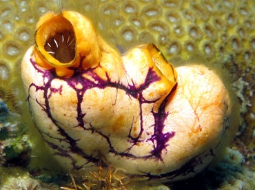 Ink-Spot Sea Squirt - Polycarpa aurata - Dumaguete, Philippines