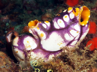 Ink-Spot Sea Squirt - Polycarpa aurata - Lembeh Strait, Indonesia