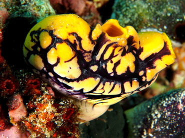 Ink-Spot Sea Squirt - Polycarpa aurata - Anilao, Philippines