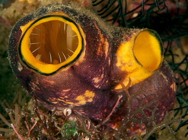 Ink-Spot Sea Squirt - Polycarpa aurata - Anilao, Philippines