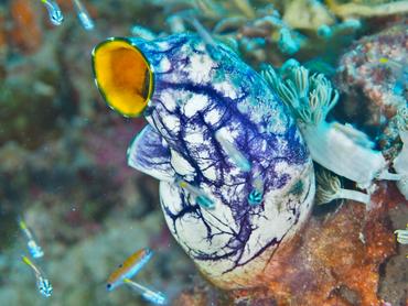 Ink-Spot Sea Squirt - Polycarpa aurata - Komodo, Indonesia