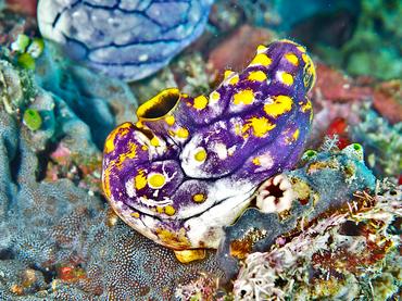 Ink-Spot Sea Squirt - Polycarpa aurata - Komodo, Indonesia