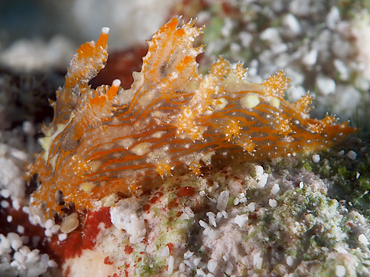 Striped Polycera - Polycera sp. - Cozumel, Mexico