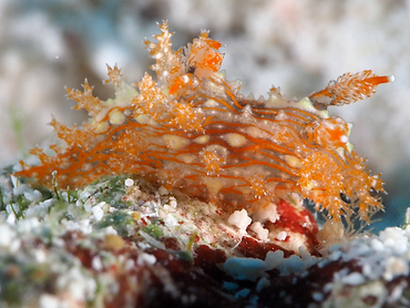 Striped Polycera - Polycera sp. - Cozumel, Mexico