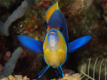 Bluegirdled Angelfish - Pomacanthus navarchus - Wakatobi, Indonesia