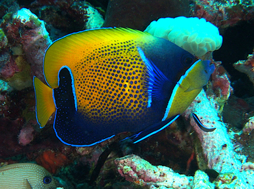 Bluegirdled Angelfish - Pomacanthus navarchus - Wakatobi, Indonesia