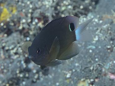 Speckled Damsel - Pomacentrus bankanensis - Bali, Indonesia