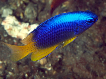 Neon Damsel - Pomacentrus coelestis - Bali, Indonesia