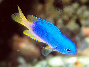 Neon Damsel - Pomacentrus coelestis - Bali, Indonesia