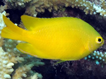 Lemon Damsel - Pomacentrus moluccensis - Palau