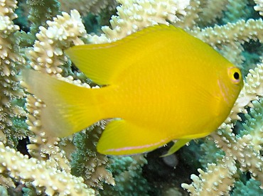 Lemon Damsel - Pomacentrus moluccensis - Palau