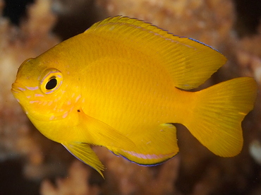 Lemon Damsel - Pomacentrus moluccensis - Palau