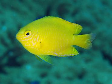 Lemon Damsel - Pomacentrus moluccensis - Komodo, Indonesia