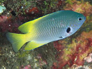 Blackmargined Damsel - Pomacentrus nigromarginatus - Bali, Indonesia