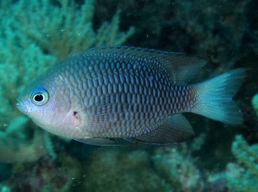 Reid's Damsel - Pomacentrus reidi - Palau