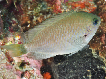 Reid's Damsel - Pomacentrus reidi - Wakatobi, Indonesia