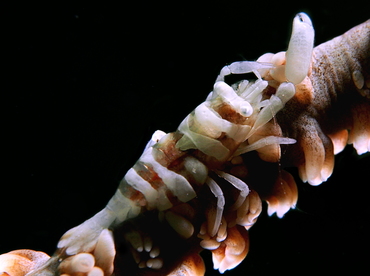 Anker's Whip Coral Shrimp - Pontonides ankeri - Anilao, Philippines