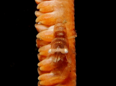 Anker's Whip Coral Shrimp - Pontonides ankeri - Lembeh Strait, Indonesia