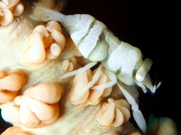 Anker's Whip Coral Shrimp - Pontonides ankeri - Lembeh Strait, Indonesia