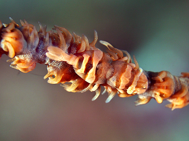 Anker's Whip Coral Shrimp - Pontonides ankeri - Wakatobi, Indonesia