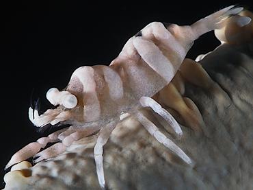 Anker's Whip Coral Shrimp - Pontonides ankeri - Lombok, Indonesia