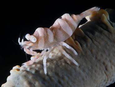 Anker's Whip Coral Shrimp - Pontonides ankeri - Lombok, Indonesia