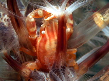 Haig's Porcelain Crab - Porcellanella haigae - Bali, Indonesia