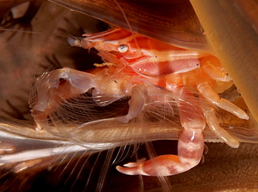 Haig's Porcelain Crab - Porcellanella haigae - Bali, Indonesia