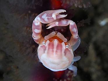 Haig's Porcelain Crab - Porcellanella haigae - Komodo, Indonesia