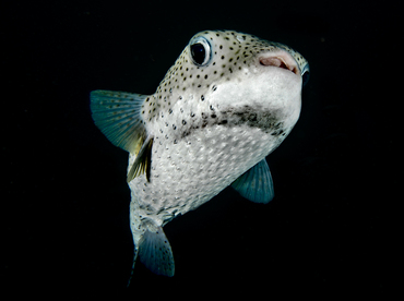 Porcupinefish - Diodon hystrix - Cabo San Lucas, Mexico