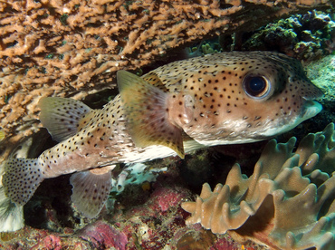 Porcupinefish - Diodon hystrix - Wakatobi, Indonesia