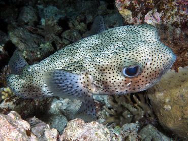 Porcupinefish - Diodon hystrix - Great Barrier Reef, Australia