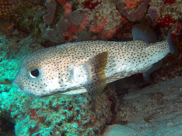 Porcupinefish - Diodon hystrix - Cozumel, Mexico