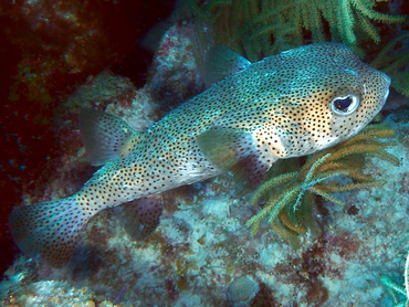 Porcupinefish - Diodon hystrix - Turks and Caicos