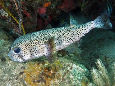 Spotted Porcupinefish - Diodon hystrix - British Virgin Islands