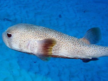 Porcupinefish - Diodon hystrix - Isla Mujeres, Mexico