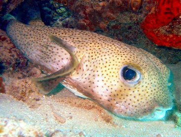 Porcupinefish - Diodon hystrix - Key West, Florida