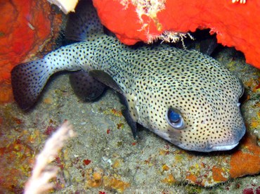 Porcupinefish - Diodon hystrix - Grand Cayman