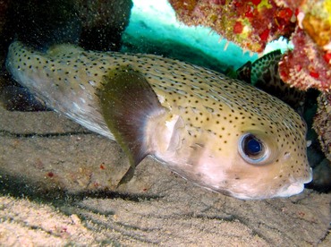 Porcupinefish - Diodon hystrix - Grand Cayman