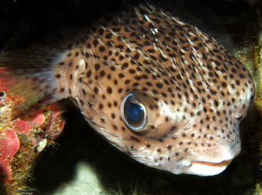 Porcupinefish - Diodon hystrix - Big Island, Hawaii