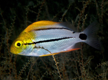 Porkfish - Anisotremus virginicus - Blue Heron Bridge, Florida