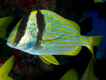 Porkfish - Anisotremus virginicus - Cozumel, Mexico