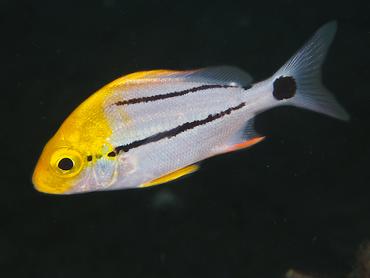 Porkfish - Anisotremus virginicus - Blue Heron Bridge, Florida