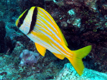 Porkfish - Anisotremus virginicus - Belize