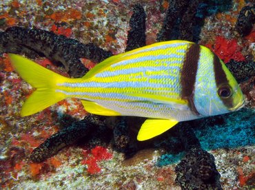 Porkfish - Anisotremus virginicus - Isla Mujeres, Mexico