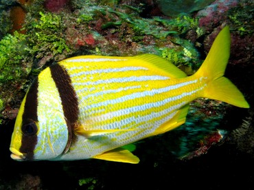 Porkfish - Anisotremus virginicus - Belize