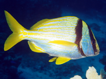Porkfish - Anisotremus virginicus - Eleuthera, Bahamas