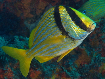 Porkfish - Anisotremus virginicus - Cozumel, Mexico