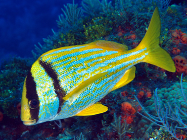 Porkfish - Anisotremus virginicus - Cozumel, Mexico