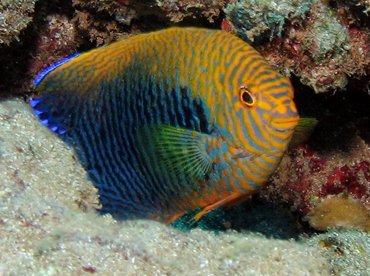 Potter's Angelfish - Centropyge potteri - Lanai, Hawaii